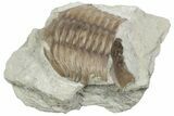 Bargain, Fossil Asaphus Expansus Trilobite - Russia #363178-1